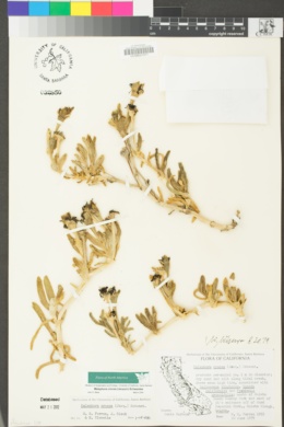 Malephora crocea image