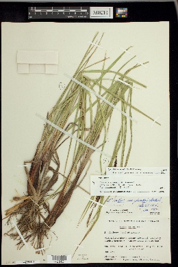 Carex saxenii image