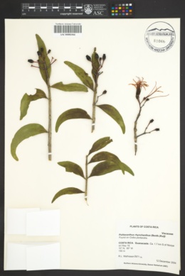 Image of Psittacanthus rhynchanthus