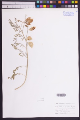 Image of Astragalus accidens