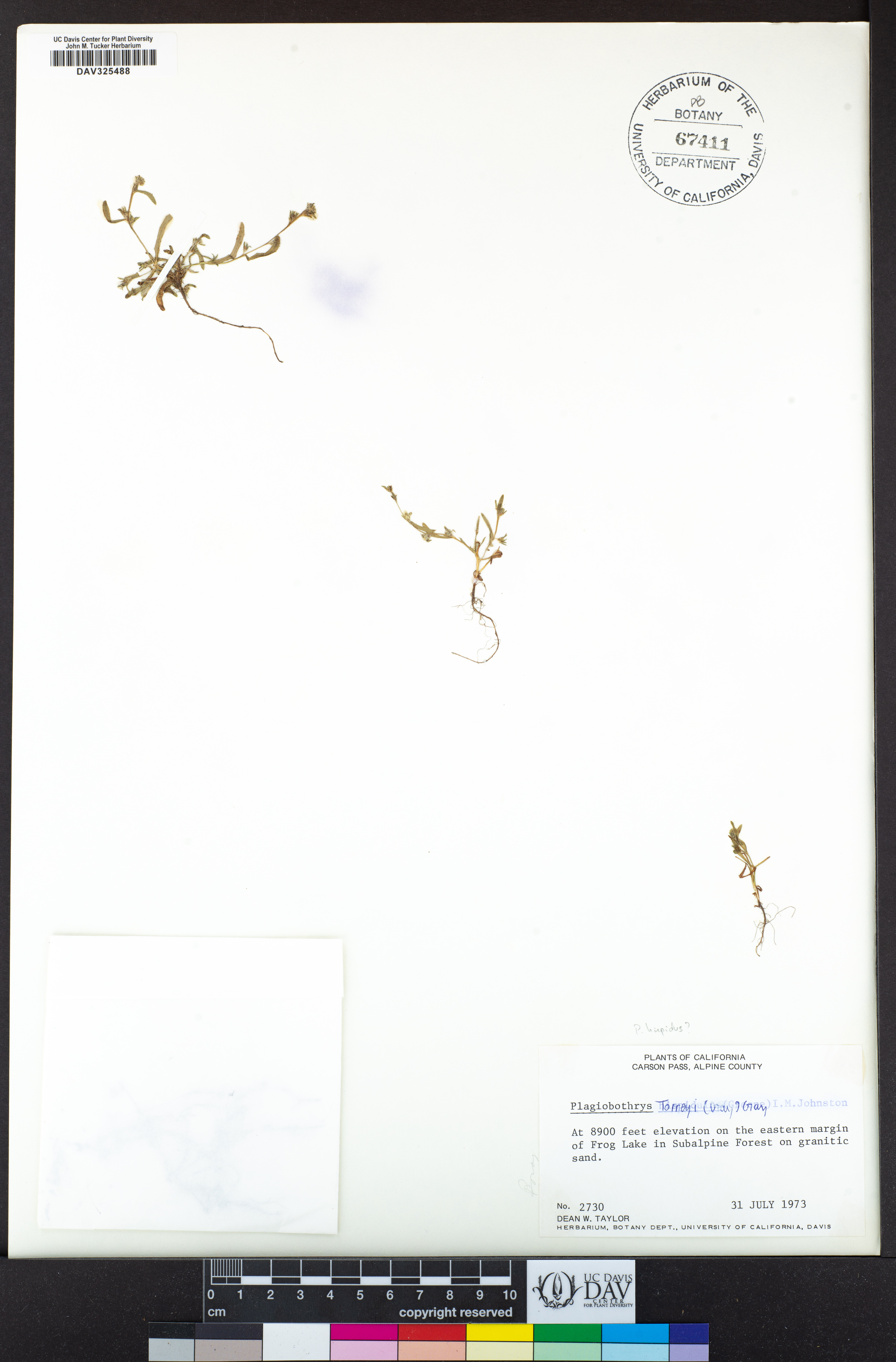 Plagiobothrys torreyi image