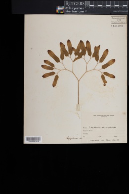 Image of Lygodium auriculatum