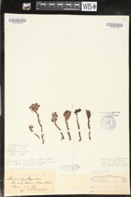 Monotropsis reynoldsiae image