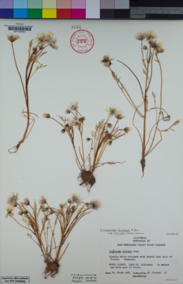 Limnanthes douglasii subsp. striata image