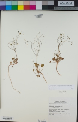 Eriogonum clavatum image