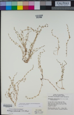 Pectocarya anisocarpa image