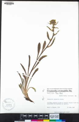 Cryptantha crymophila image