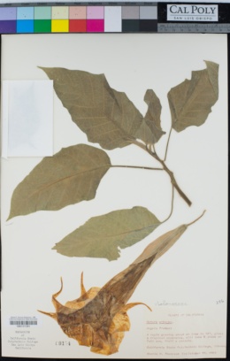 Datura arborea image