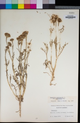 Chaenactis glabriuscula var. megacephala image