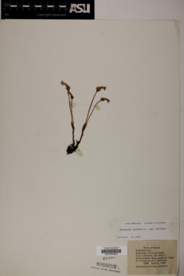 Orobanche uniflora var. uniflora image
