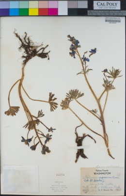 Delphinium caprorum image
