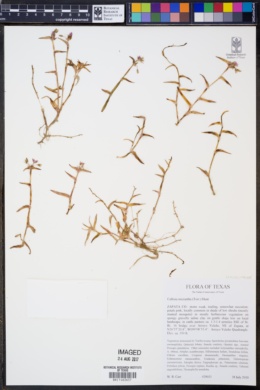 Image of Callisia micrantha