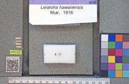 Image of Leialoha hawaiiensis