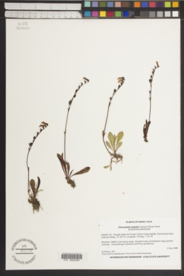 Chionophila tweedyi image