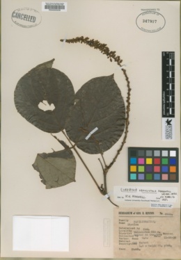 Image of Cleobulia crassistyla