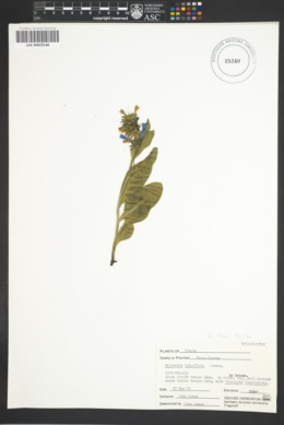 Image of Mertensia longiflora
