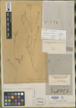 Astragalus terminalis image