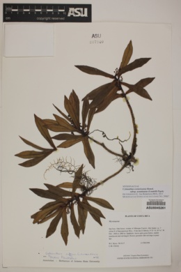 Cybianthus costaricanus subsp. acuminatus image