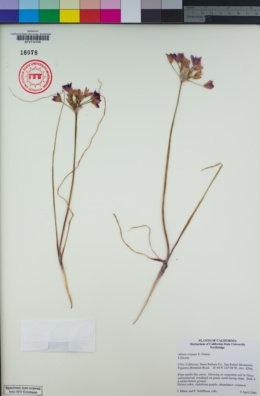 Allium crispum image