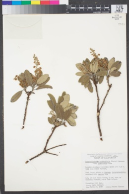 Comarostaphylis diversifolia var. planifolia image