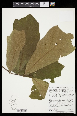 Quercus × tridentata image