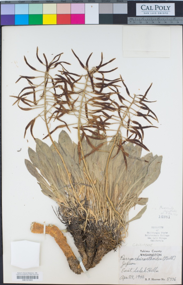 Parrya cheiranthoides image