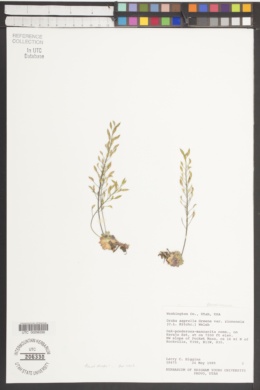 Draba asprella image