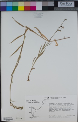 Image of Lobelia anatina