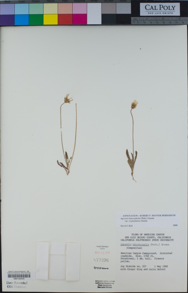 Agoseris heterophylla var. cryptopleura image