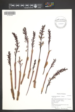 Image of Corallorhiza arizonica