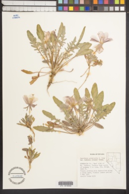 Oenothera primiveris subsp. bufonis image