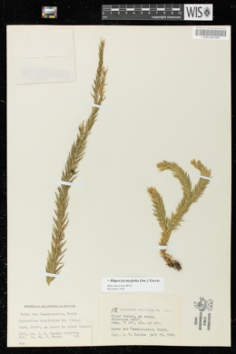 Image of Huperzia taxifolia