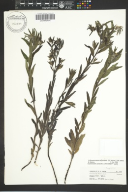 Lithospermum calycosum image