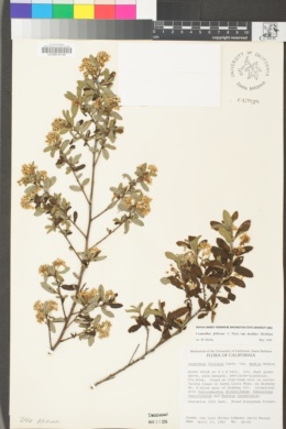 Ceanothus foliosus var. medius image