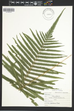 Image of Thelypteris augescens