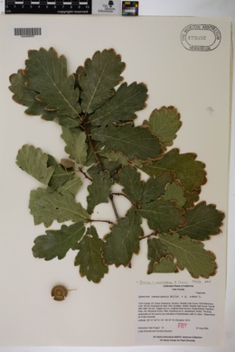 Image of Quercus carrissoana
