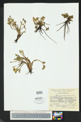 Ranunculus praemorsus var. sibbaldioides image