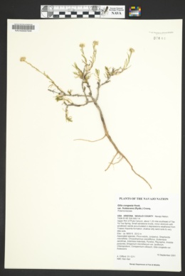 Ipomopsis congesta subsp. frutescens image