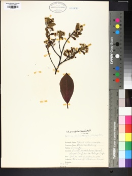 Amelanchier prunifolia image