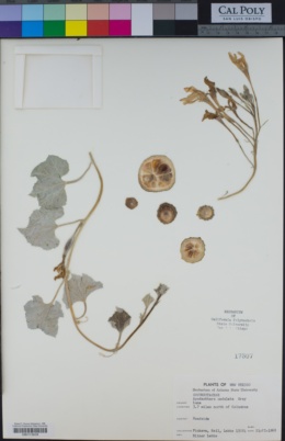 Image of Apodanthera undulata