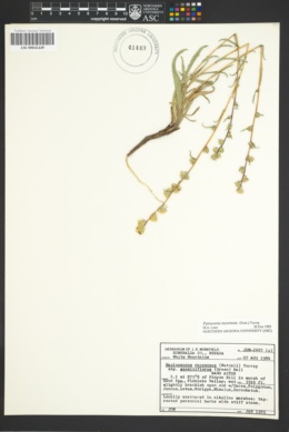 Image of Pyrrocoma racemosa