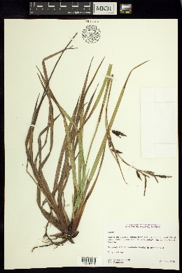 Carex spilocarpa image