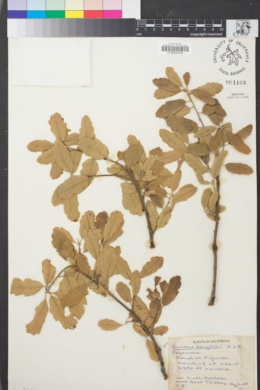 Image of Quercus douglasii