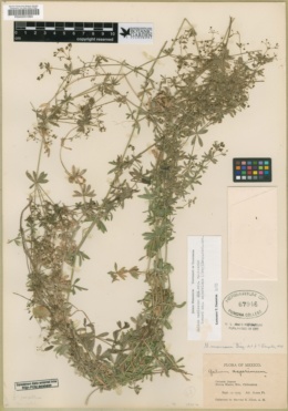 Galium mexicanum subsp. mexicanum image