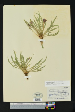 Oenothera flava var. flava image