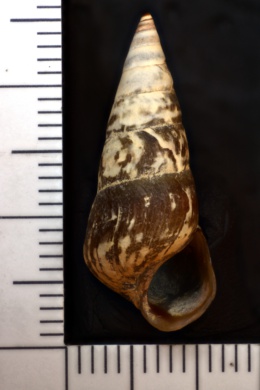 Pleurocera acuta image
