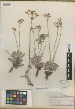 Image of Eriogonum anserinum