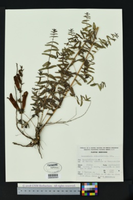 Image of Lamourouxia rhinanthifolia