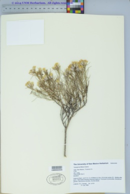 Image of Tetradymia filifolia