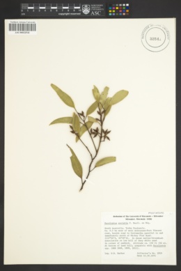 Eucalyptus socialis image